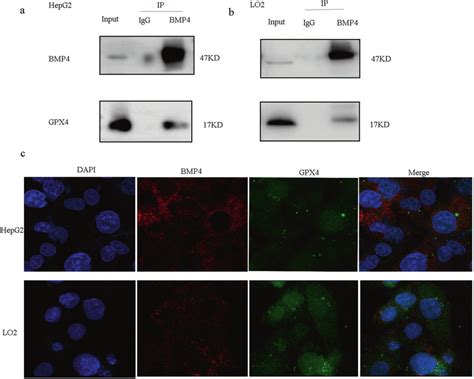 Bmp Interacted With Gpx A Ip Analysis Demonstrated That Bmp Protein