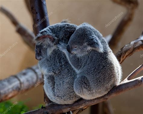 Koala Bears cuddling on a branch — Stock Photo © steveheap #3200088