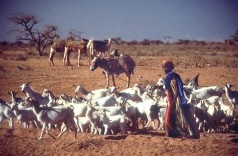 Somali Livestock Productssomalia Somali Livestock Supplier