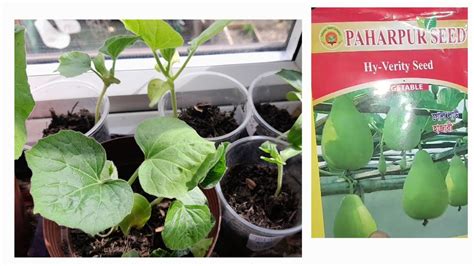 Bottle Gourdbangla Laupani Koduseed Germination Step By Step In