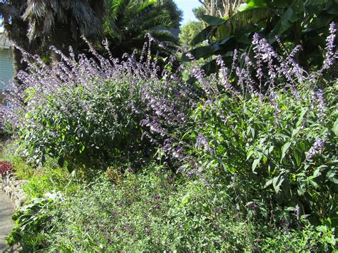 Salvias Ventnor Botanical Garden Isle Of Wight Our Secon Flickr