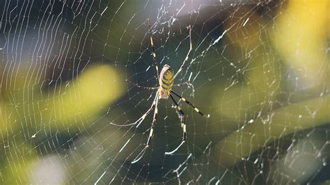 One Giant Leap: Joro Spiders in North Carolina | Homegrown | NC State ...