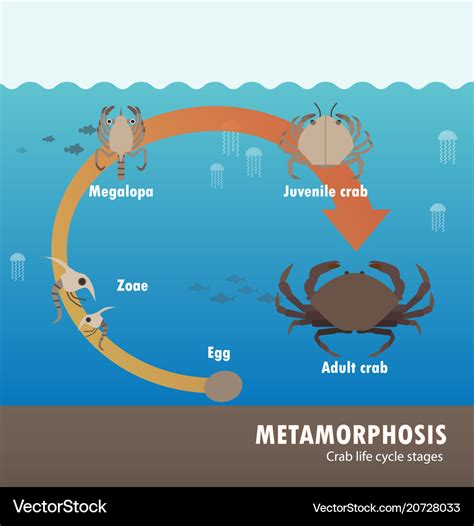 Crab Life Cycle Metamorphosis Royalty Free Vector Image | The Best Porn ...