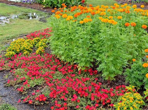 African Marigold Container