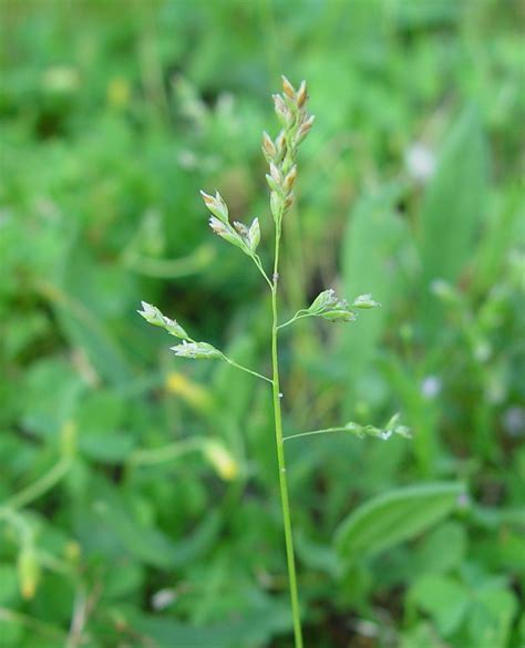 Poa annua (annual blue grass): Go Botany