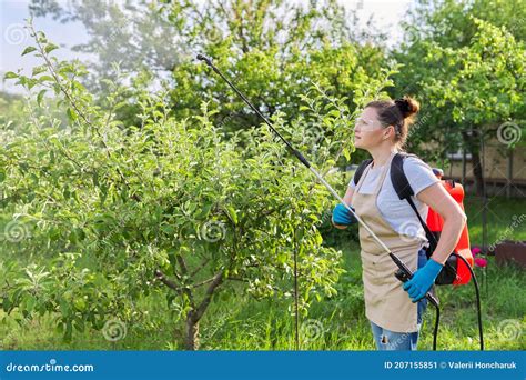 Woman Gardener Spraying Apple Trees In A Spring Orchard Stock Image