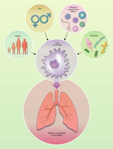 Origin And Ontogeny Of Lung Macrophages From Mice To Humans Evren