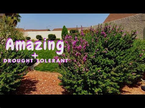 Texas Sage Easy and Drought Tolerant Plants Zone 9 | Ana Andrea Xoxo ...