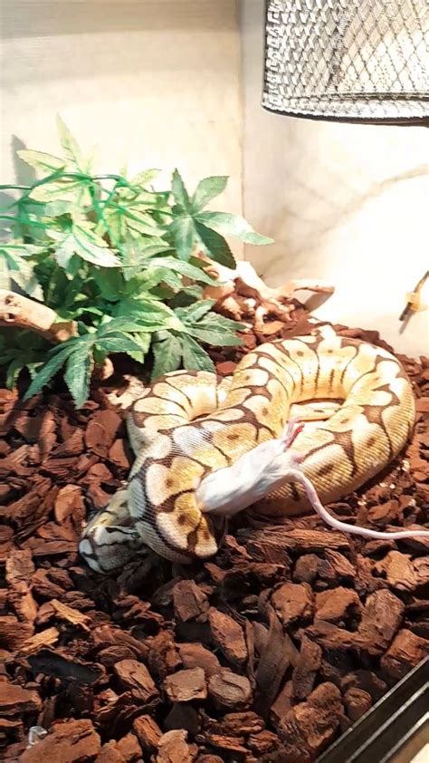 Feeding with the snake : r/snakes