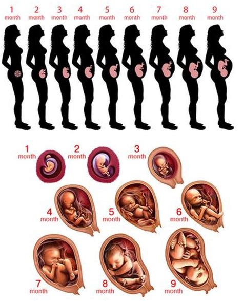 Kehamilan Sarwendah Sudah Memasuki Usia 7 Bulan Istri Ruben Ini Curhat