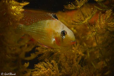 Acarichthys Heckelii Gert Blank Flickr