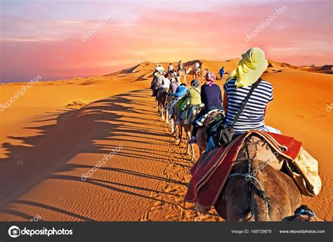 Camel Caravan Going Through The Sand Dunes In The Sahara Desert