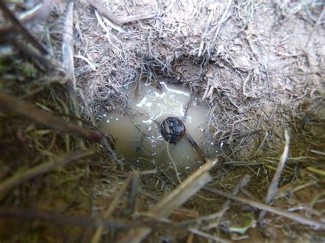 Endangered Species Protection | Equinox Environmental