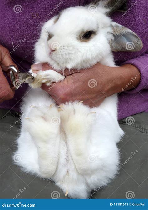 Clipping Rabbit Nails Stock Image Image Of Long White 11181611