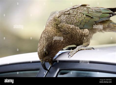 The native Kea parrot, New Zealand Stock Photo - Alamy