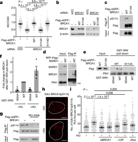 BRCA1 Phosphorylation At Ser114 Is Required For Fork Protection A B