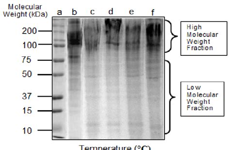 Sds Page Gel Electrophoresis Result Of Fish Gelatin Precipitated By