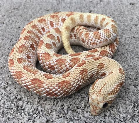 Western Hognose Snake Morphs