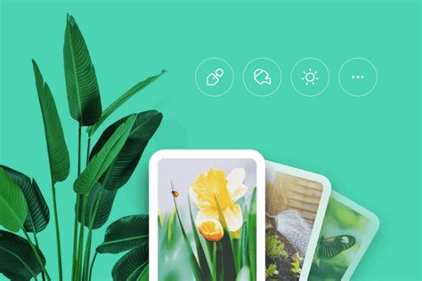 Best Plant Identification Apps For Gardeners Hikers And Plant