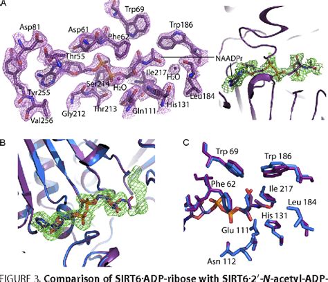 Figure 2 From Structure And Biochemical Functions Of SIRT6 Semantic