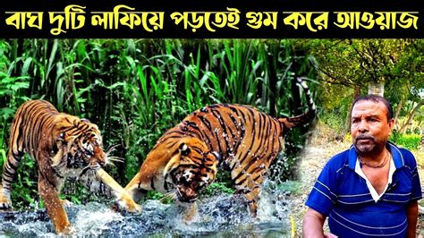 বাঘ নৌকা দেখে জলে ঝাঁপ দিলো Sundarban Royal Bengal Tiger Youtube