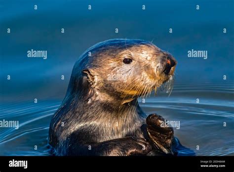 California sea otter hi-res stock photography and images - Alamy