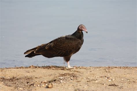 Turkey Buzzard On Lake Shore Free Stock Photo - Public Domain Pictures