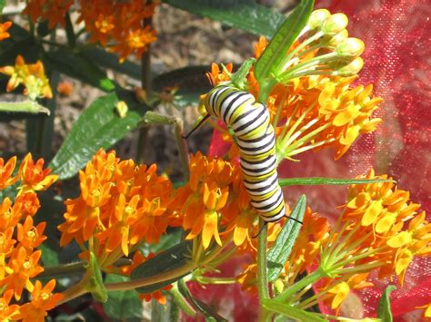 Potted Milkweed With Caterpillar For Insect Habitat Cages Milkweed 4