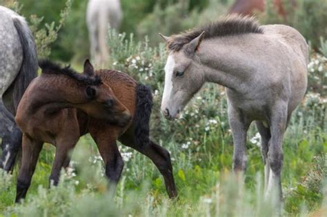 25 animales que viven en el campo Lista e imágenes