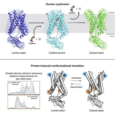 Structure And Mechanism Of Human Cystine Exporter Cystinosin Cell