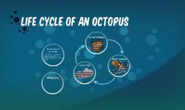 Life Cycle Of An Octopus Diagram