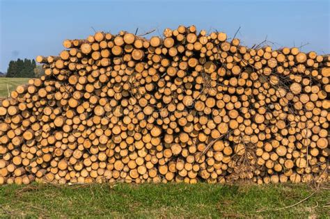 Wooden Logs Or Trunks Of Trees Cut And Stacked On The Ground Stock