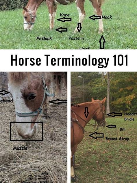 Horse Terminology 101 | The Survivalist Blog | Horses, Horse life, Horse info