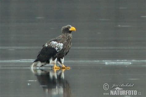 Haliaeetus Pelagicus Pictures Steller S Sea Eagle Images Nature