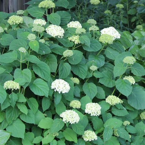 Smooth Hydrangea Groundwork Illinois