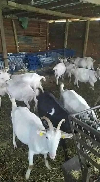 Saanen Goats for Sale - The prime Herders