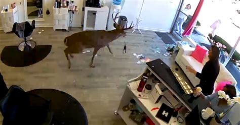 Video Shows Deer Smash Through New York Hair Salon Window