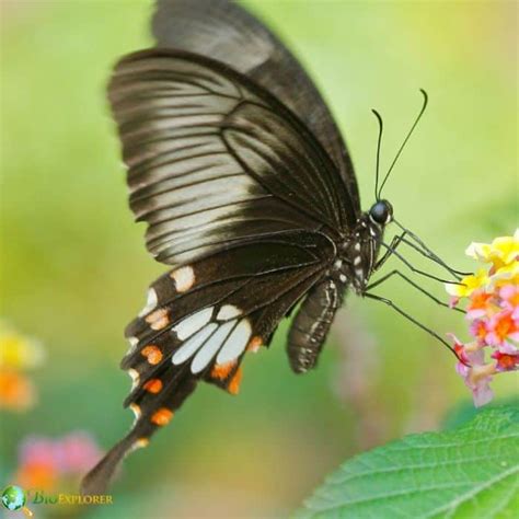 25 Colorful Butterflies Most Colorful Butterfly Species In The World