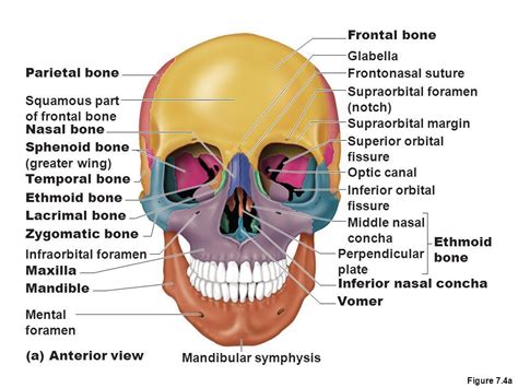 Sphenoid Bone And Ethmoid Bone Bones Of The Axial Skeleton The Skull