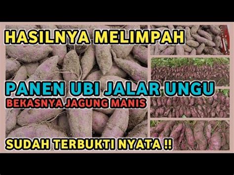 Panen Ubi Jalar Ungu Sudah Terbukti Ubi Jalar Berbuah Banyak Dengan