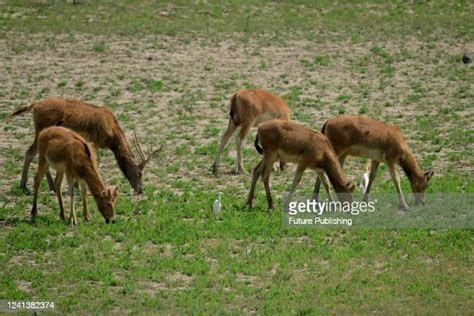 Dafeng District Photos and Premium High Res Pictures - Getty Images