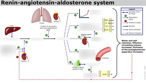 Renin-angiotensin-aldosterone system Diagram | Quizlet