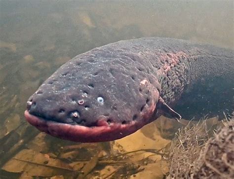 The Shocking Sex Lives Of Electric Eels In Brazil Atlas Obscura