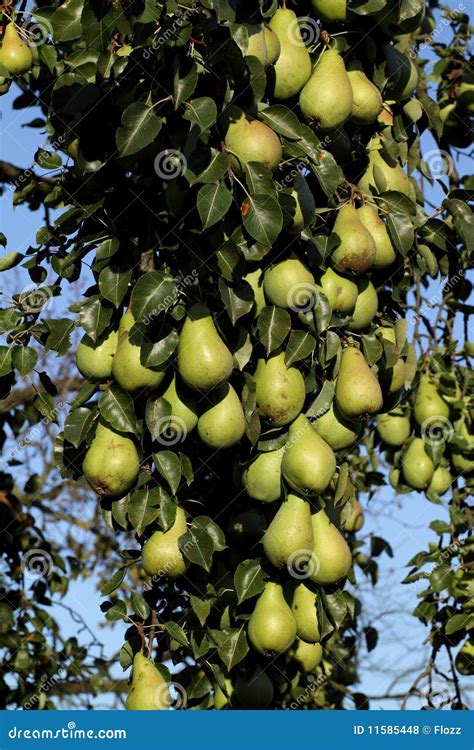 Árbol De Pera Fotos de archivo libres de regalías Imagen 11585448