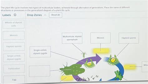 Solved The Plant Life Cycle Involves Two Types Of