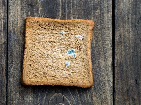 Mold In The Bread