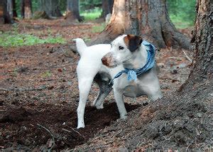 Jack Russell Terrier Health Problems and Concerns