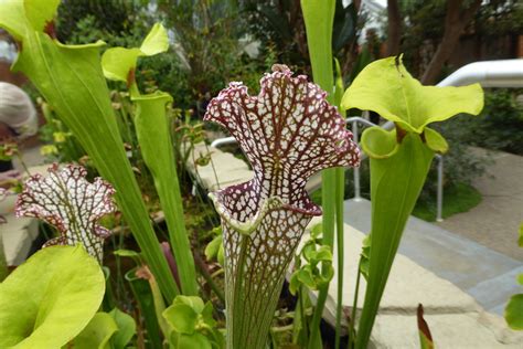 Pitfall trap plants - hereloki