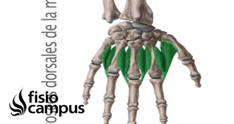 Interóseos Dorsales Qué Son Ubicación Origen Inserción Función Y