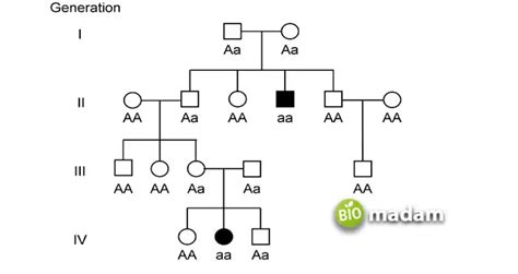 Difference between Dominant and Recessive Alleles - biomadam